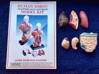 Человеческий торс — анатомически точная модель
