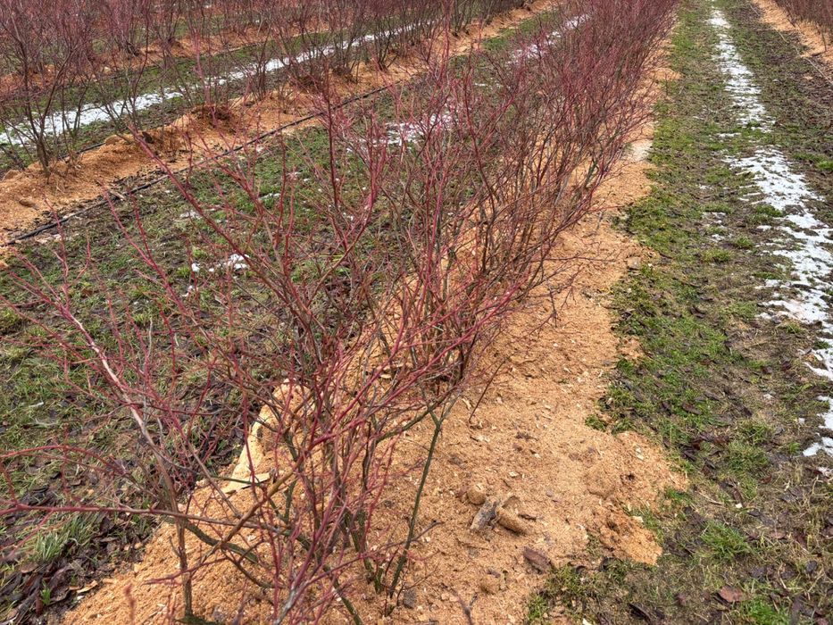 Podłoże do Borówki Zrebka kora Trocina torf igliwie transport Borowka