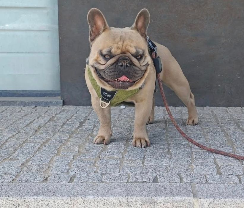 Bulldog frances  blue tan femea