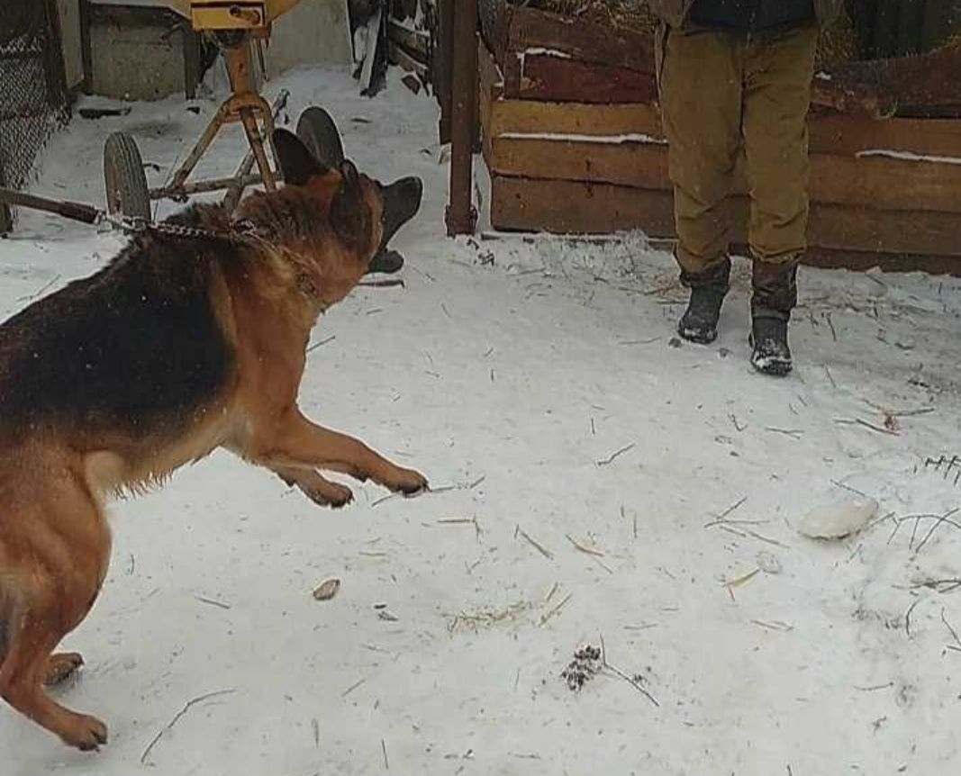 Шикарные щенки  из питомника