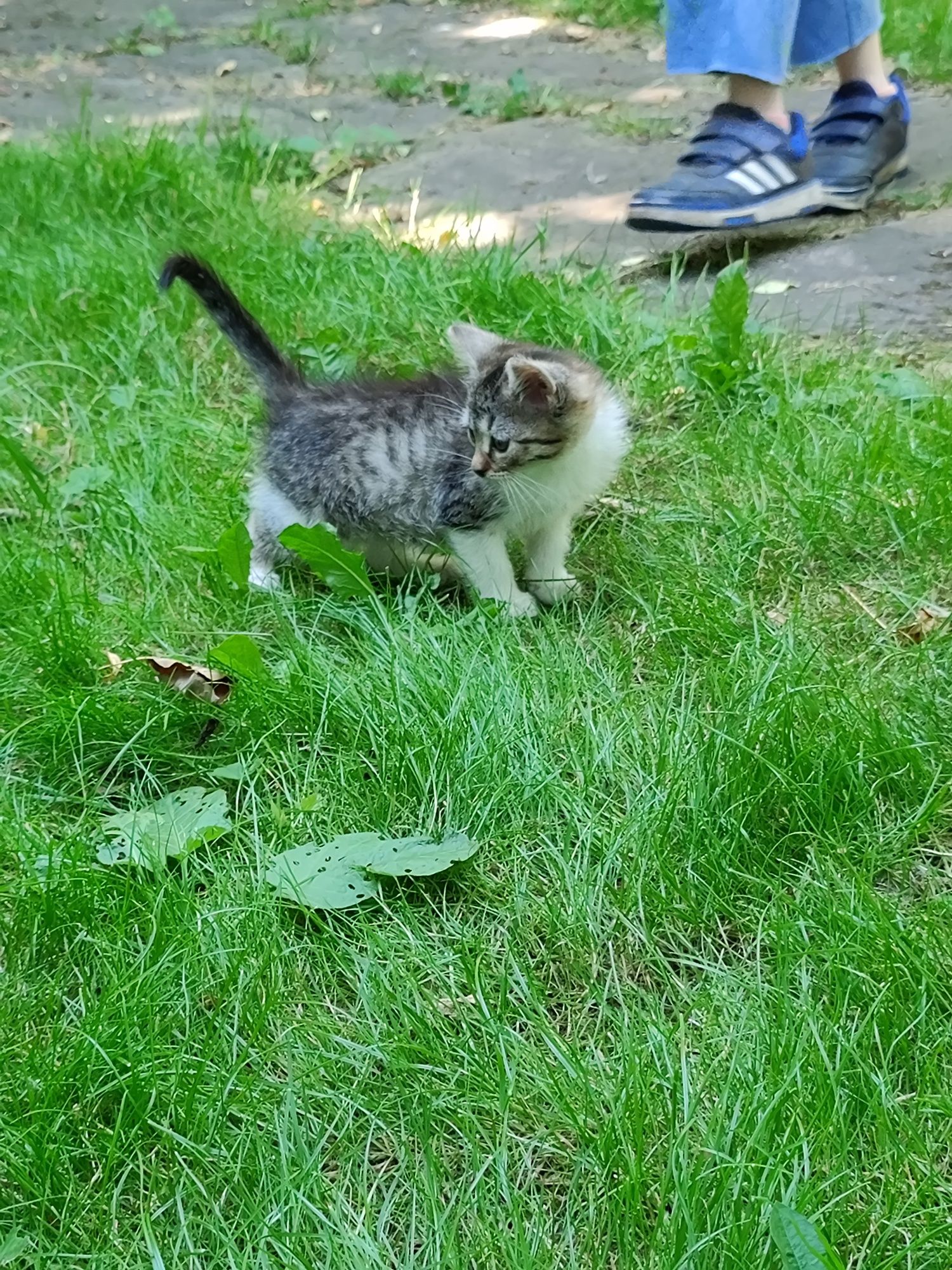 10 tygodniowe kotki do adopcji