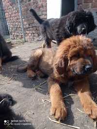 Mastif tybetański Zkwp FCI