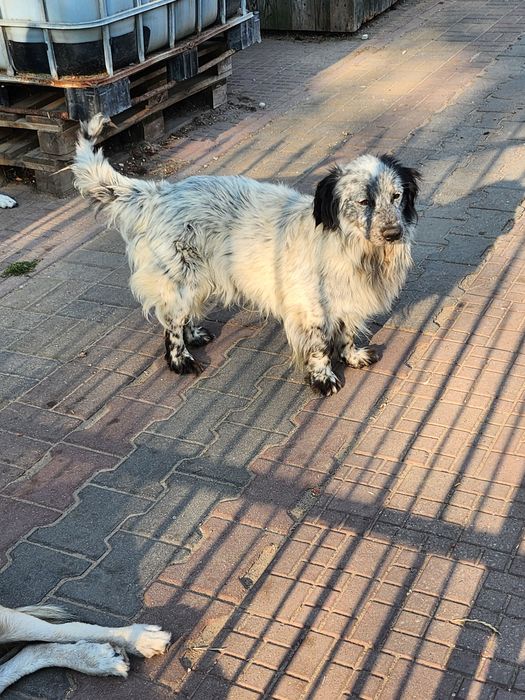 Tobi ,wspaniały piesek.