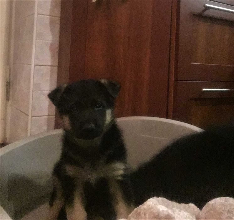 Крупні, породні цуценята німецької вівчарки від робочих батьків!