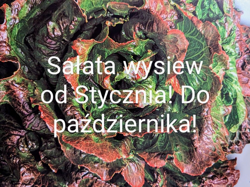Mix Sałata  Cykoria Mizuna Endywia 30 gat  nasiona