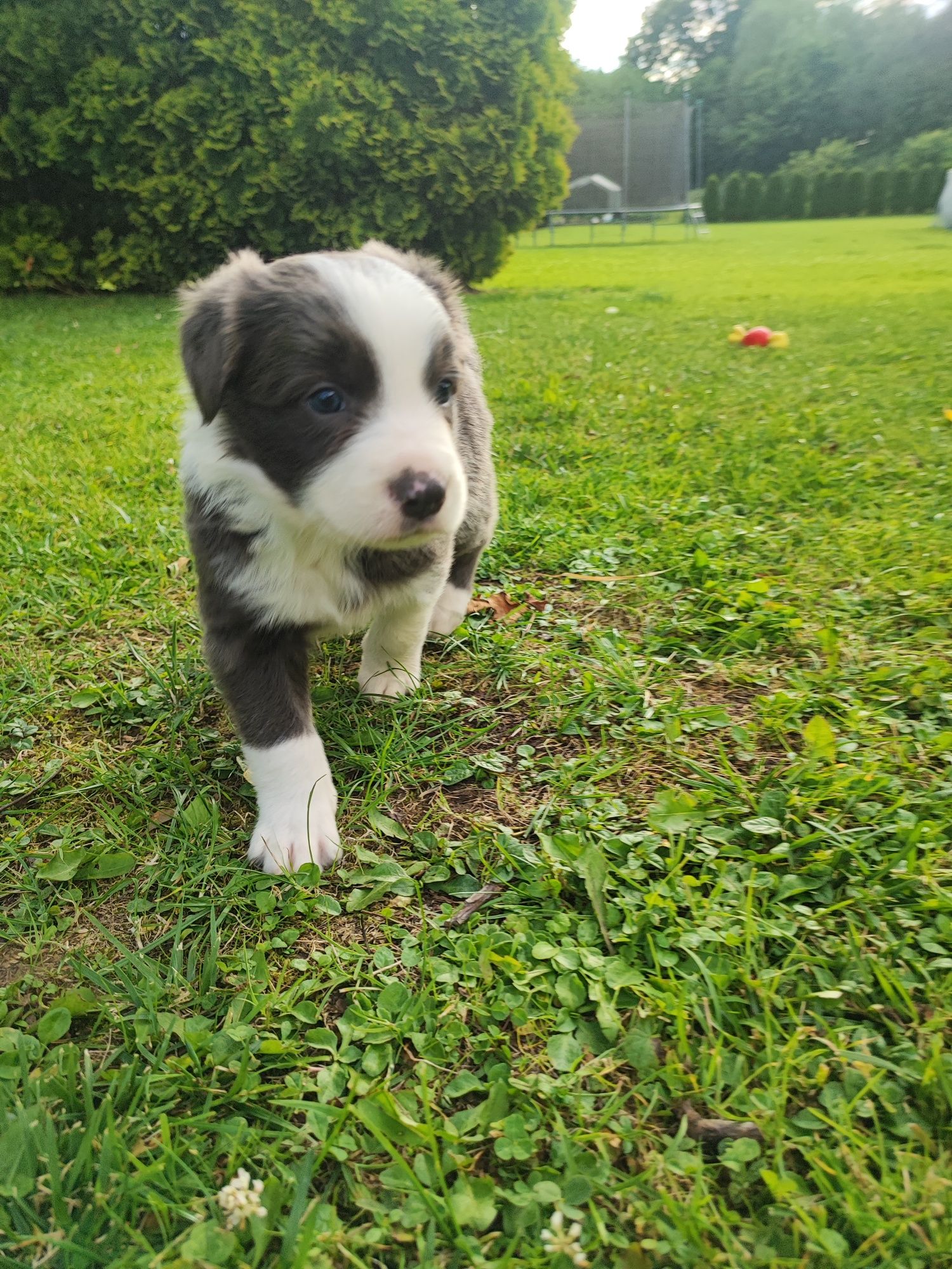 Border Collie Blue & White z niebieskimi oczami – metryka PFH