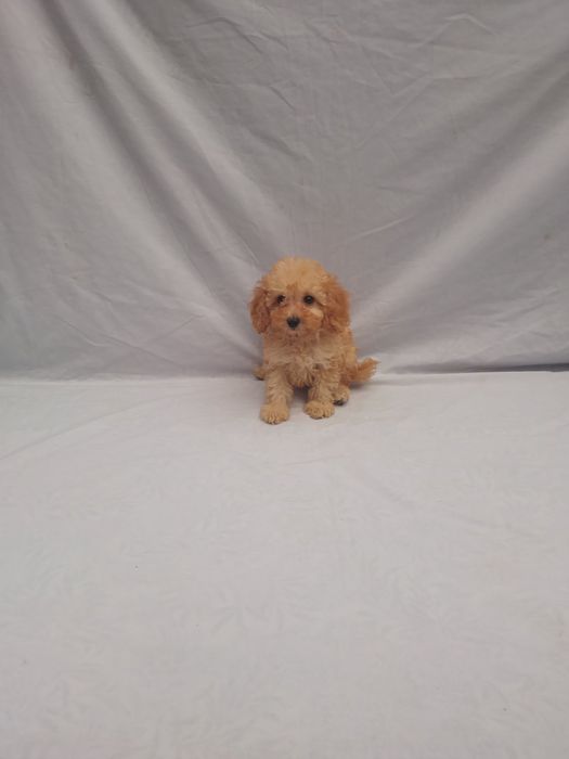 Продам щенка мальчик мальтипу