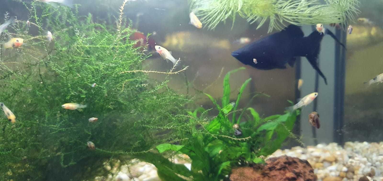 Molly lyra juvenis