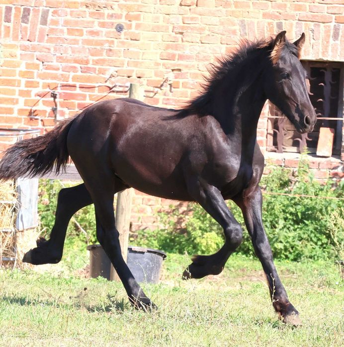 Ogier fryzyjski po ojcu 172 cm