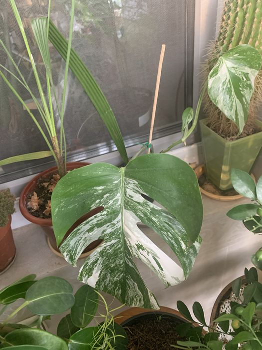 Монстера вариегатная,