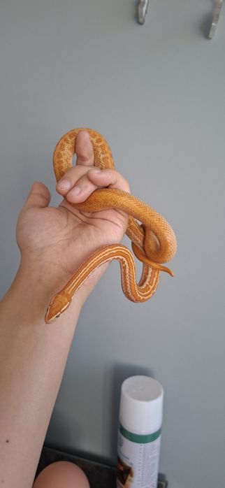 Wąż mahoniowy z terrarium lub bez terrarium