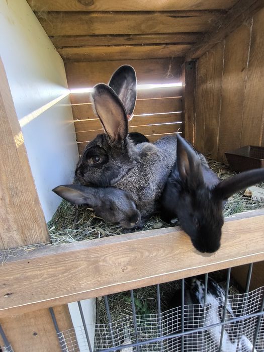 Sprzedam króliki z własnej hodowli