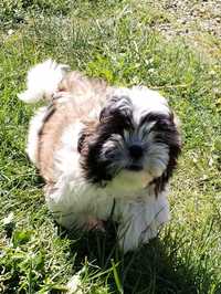 Shih tzu 12 tygodniowe