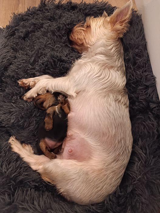 Lola gotowa do zmiany domku