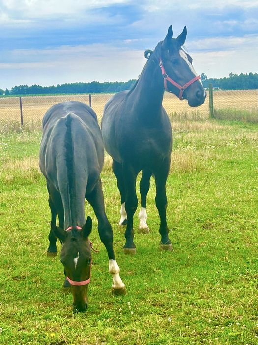 klacze rasy śląskiej z paszportem – wyjątkowe pochodzenie!