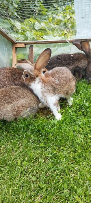 Sprzedam króliki