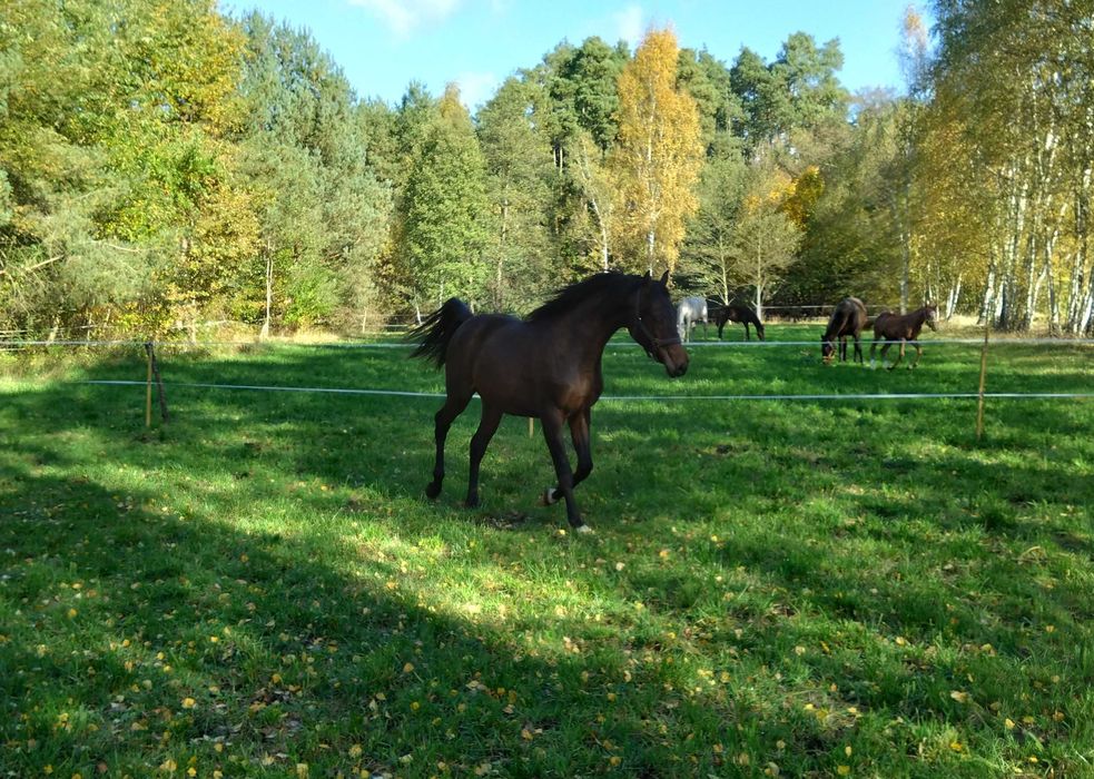 Boski Frazes- ogier małopolski