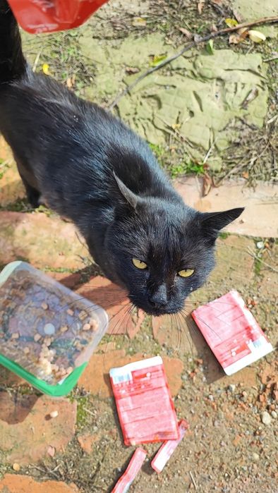 Котик шукає домівку