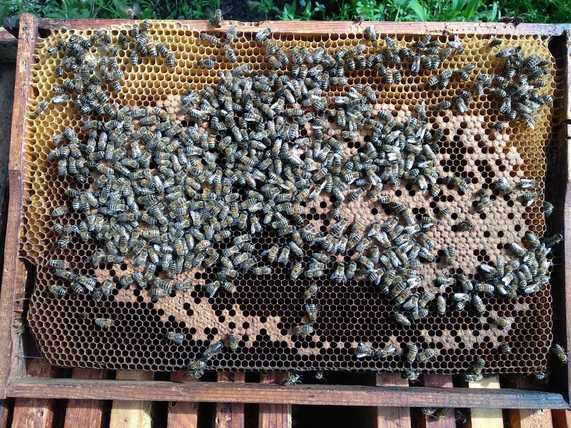 Бджолосім’ї продам в хороші руки