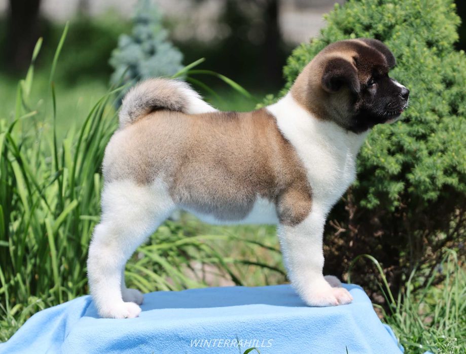 Американская Акита ~ American Akita FCI ! КСУ