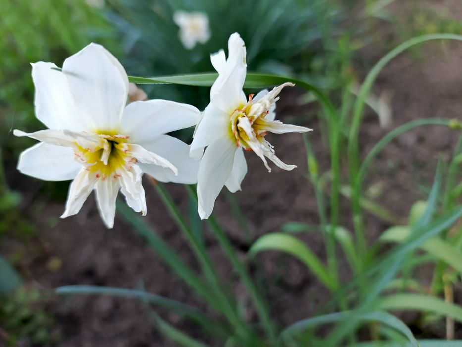 Луковицы нарциссов.
