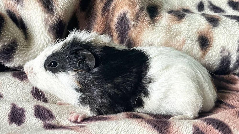 Морська свинка гладкошерста