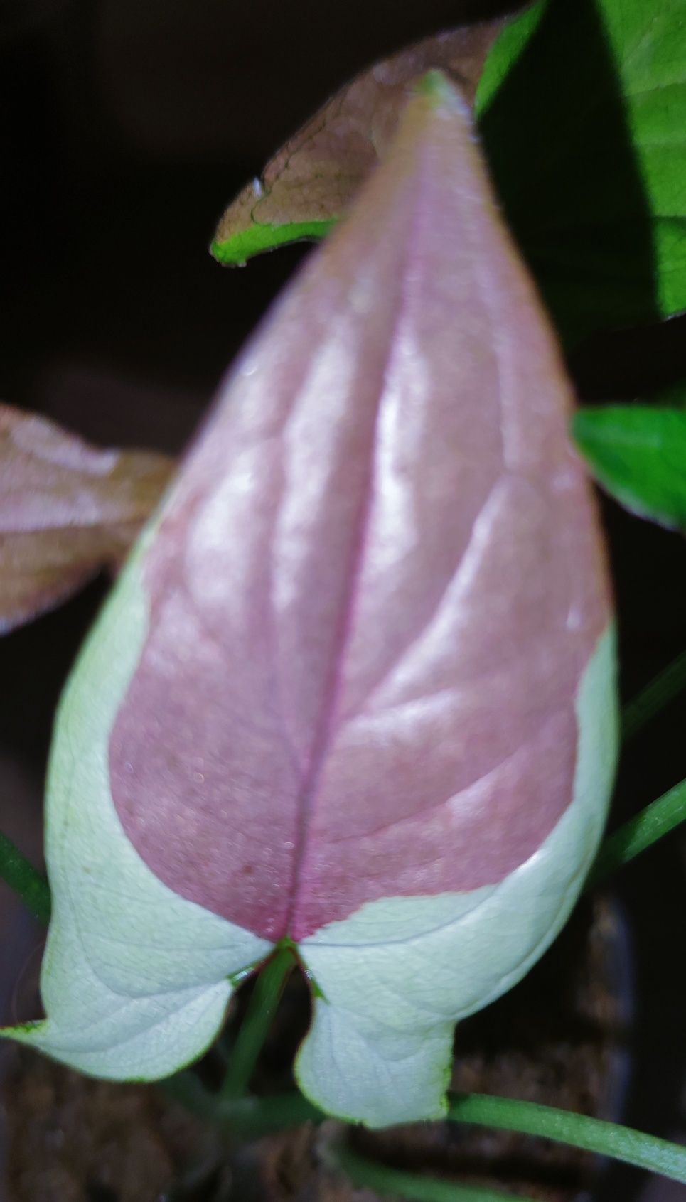 Сингониум Pink Salmon Variegated   Syngonium grey ghost  филодендрон