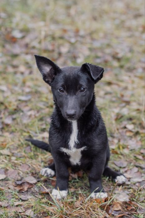 ЦУЦЕНЯ на коротких лапках Трюфелька ШУКАЄ ДІМ