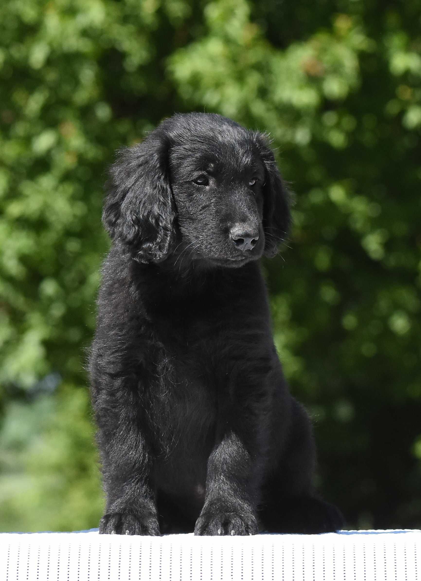 Flat Coated Retriever - superowy, wystawowy chłopczyk