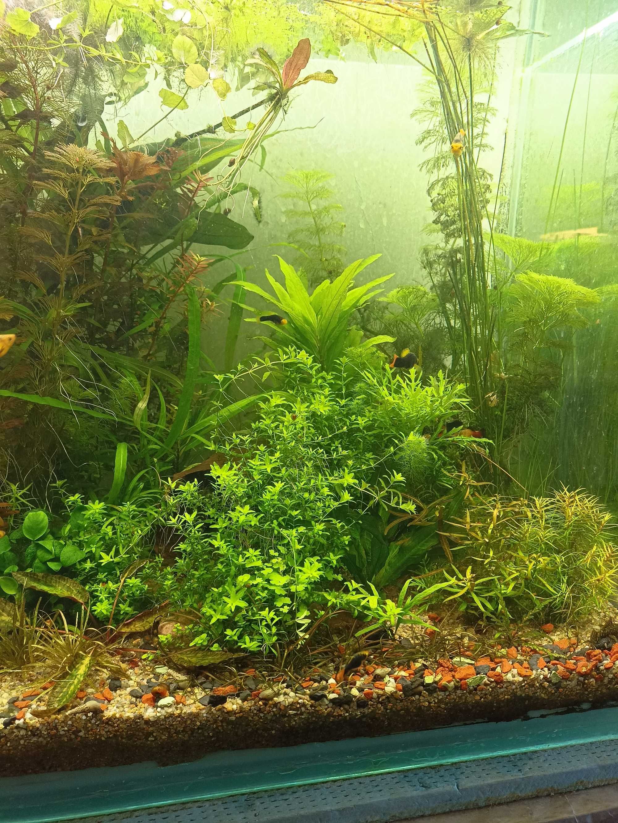 Простые растения для аквариума - Гигрофила, Людвигия , Эхонодорусы др