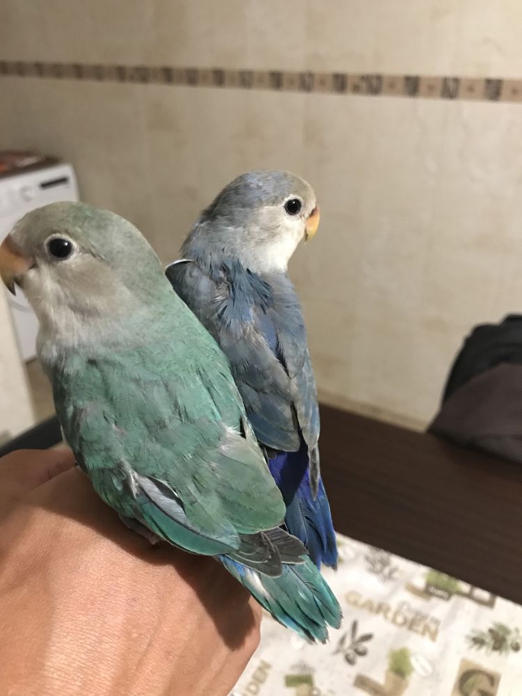 Agapórnis Roseicollis Domesticados
