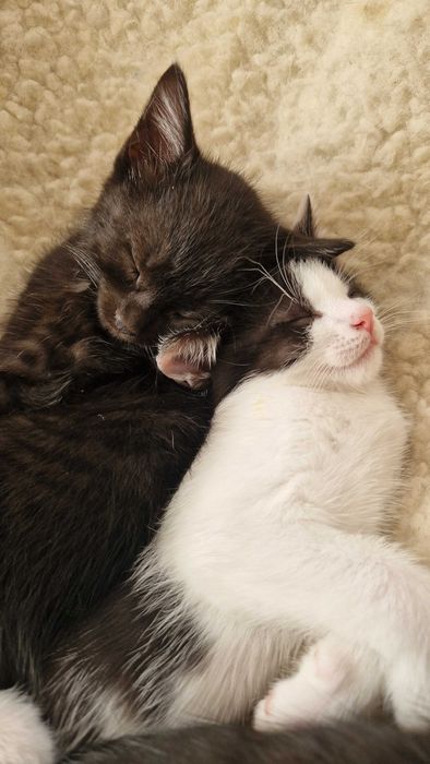 Oddam w dobre ręce cztery urocze kotki!