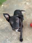 Cachorro 4 meses