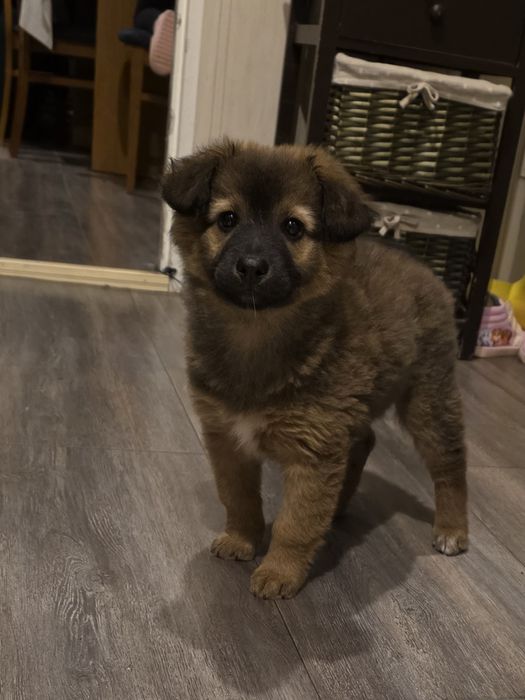 Słodki piesek szuka kochającego domku