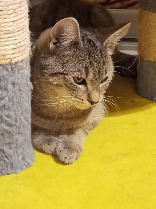 5 miesięczny kocurek szuka domu niewychodzącego