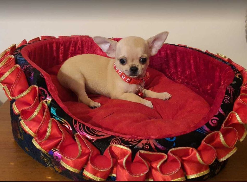 Chihuahua,Cziłała śliczny biszkoptowy piesek z rodowodem ZHPR UCI