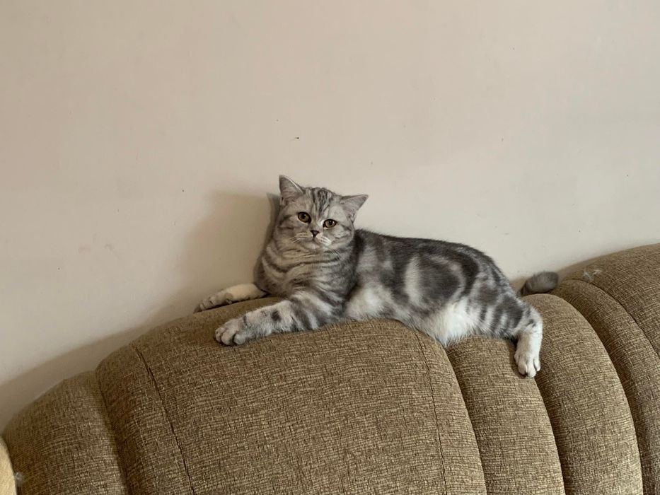 Kotka brytyjska Diva