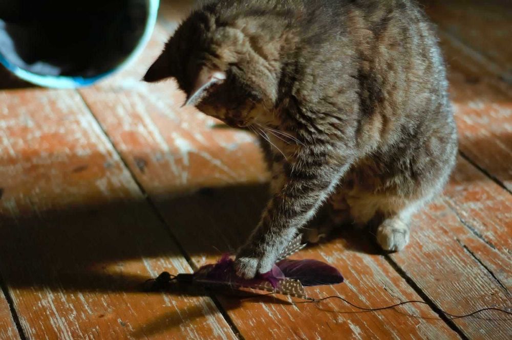 Takich kotków nie chce nikt...