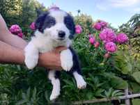 Szczeniak  Border Collie błękitnooka  sunia