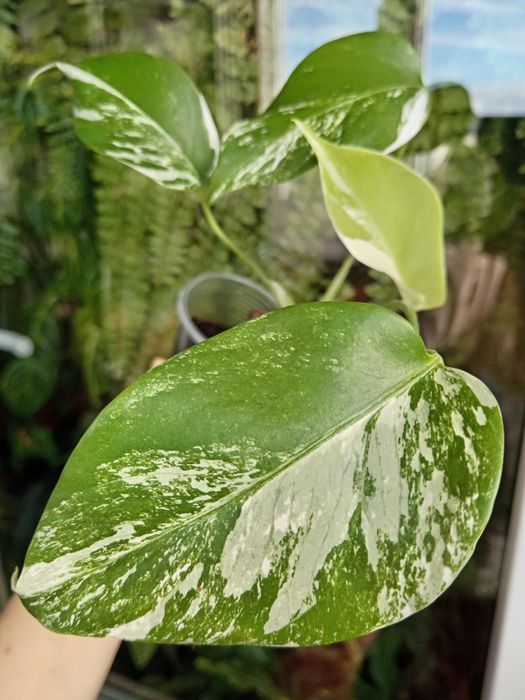 Монстера варієгатна Альба
