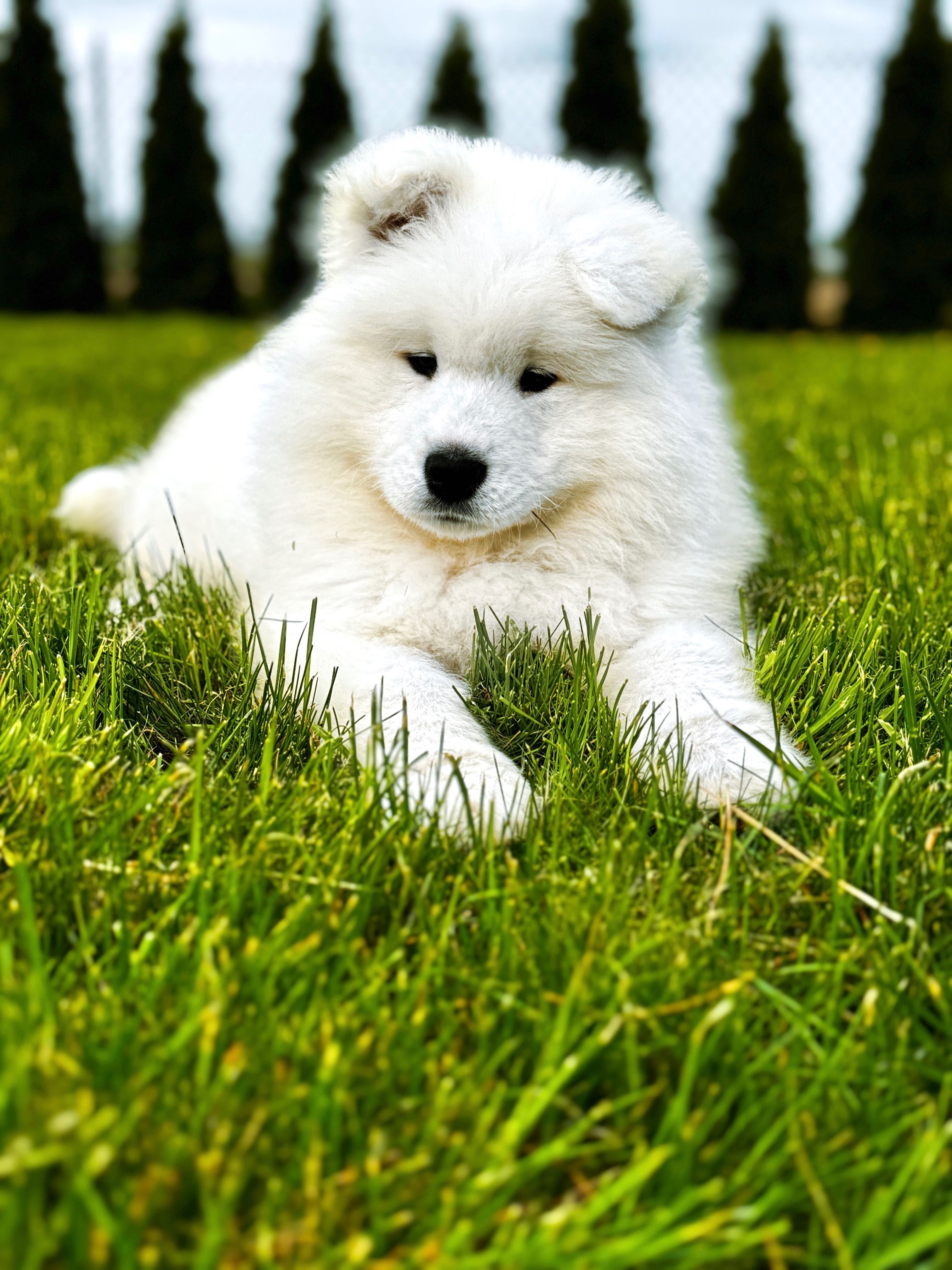 Samoyed szczenię FCI