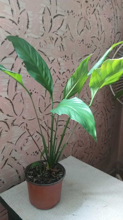 Спатіфіліум, жіноче щастя (квітучий), спатифиллиум