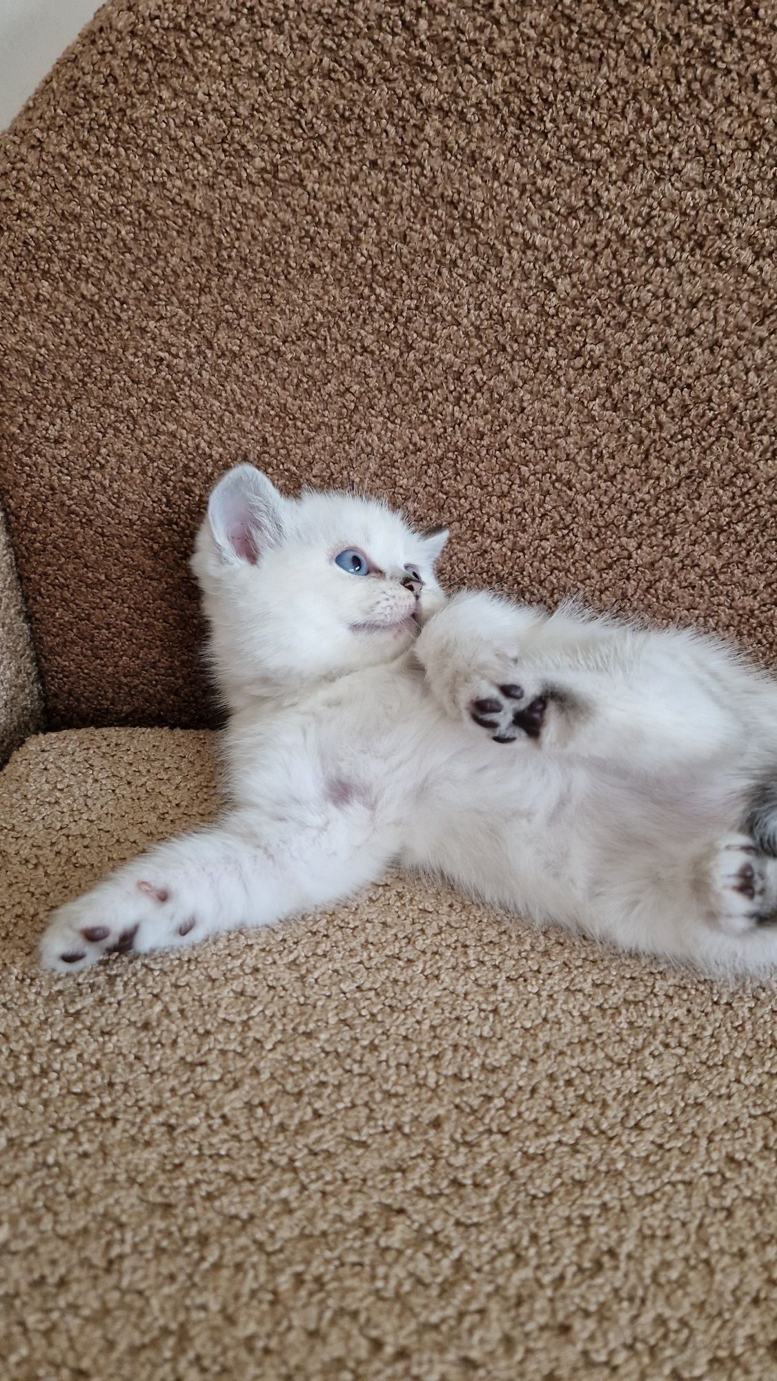 Шикарный белый котенок. Шотландские котята