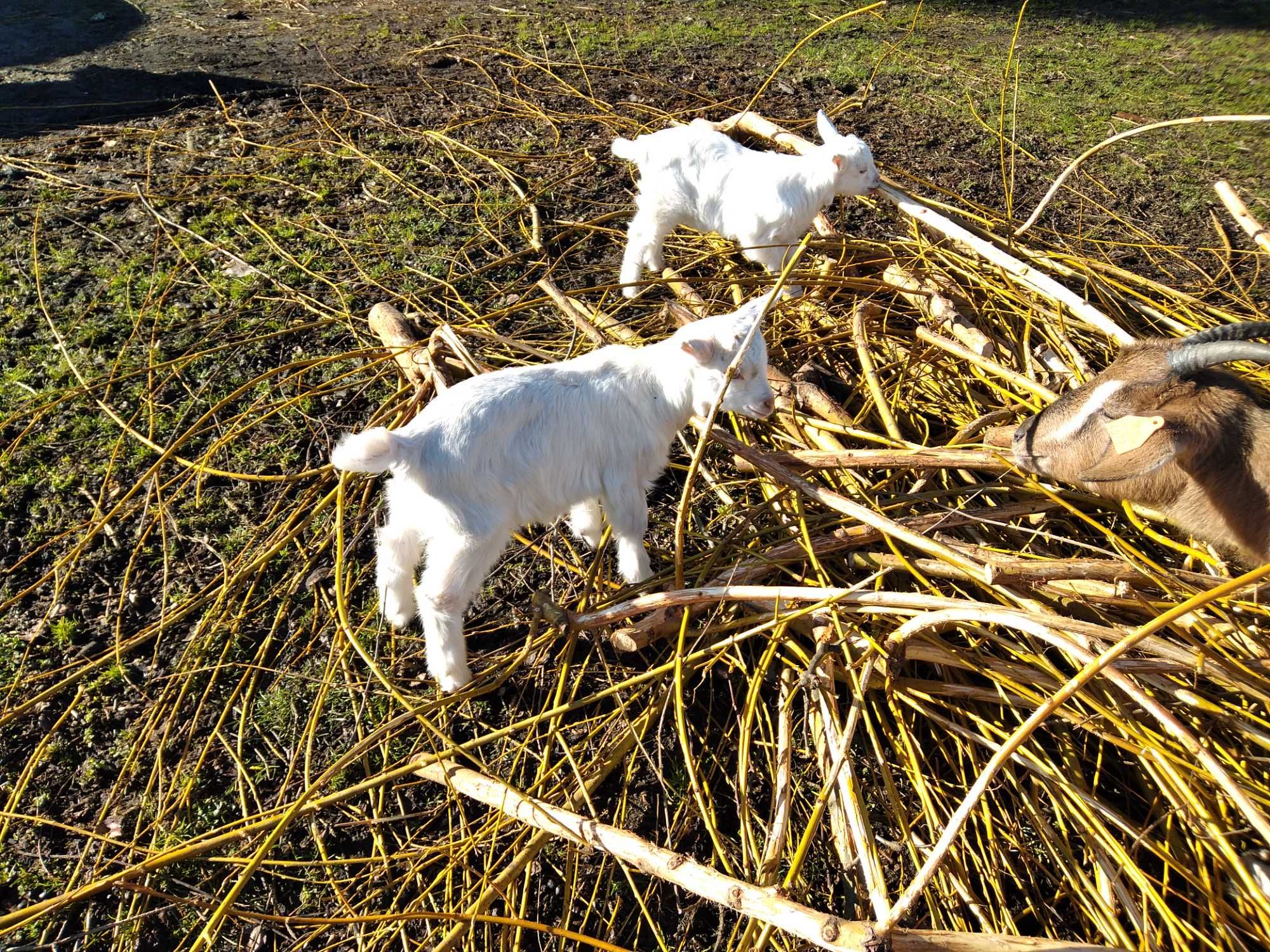 Koziołek, koziołki, kózki