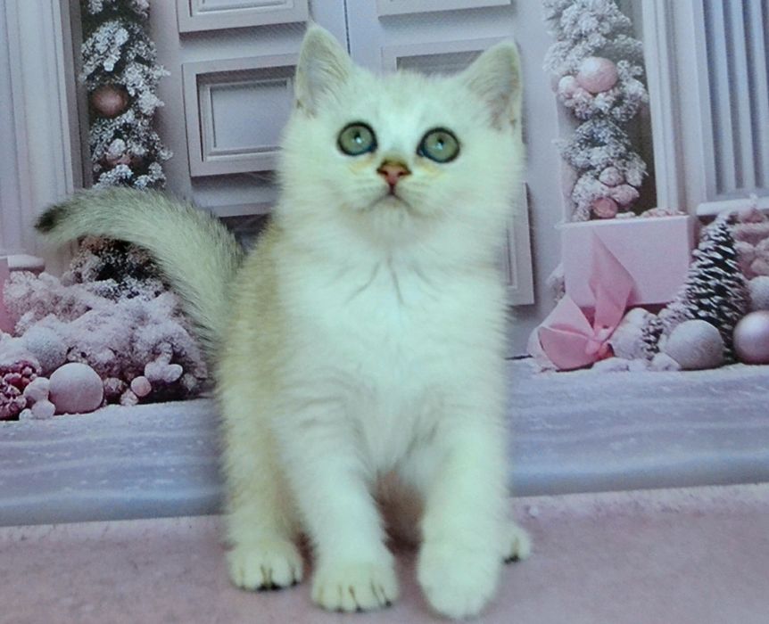 Шикарные серебристые bri ns 11