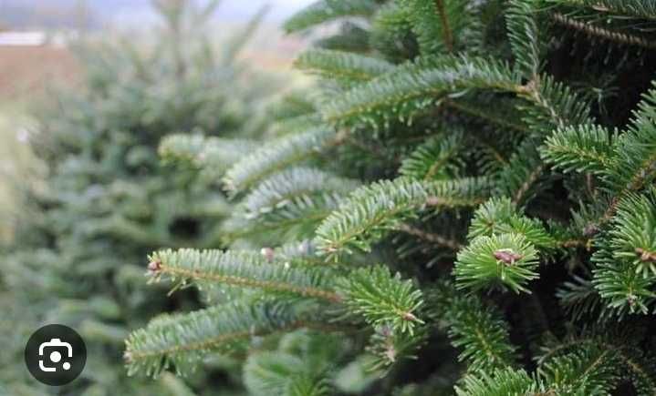 Ялинка від 5 метрів висота