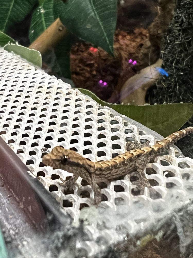 Gekon płaczący lepidodactylus lugubris młode osobniki