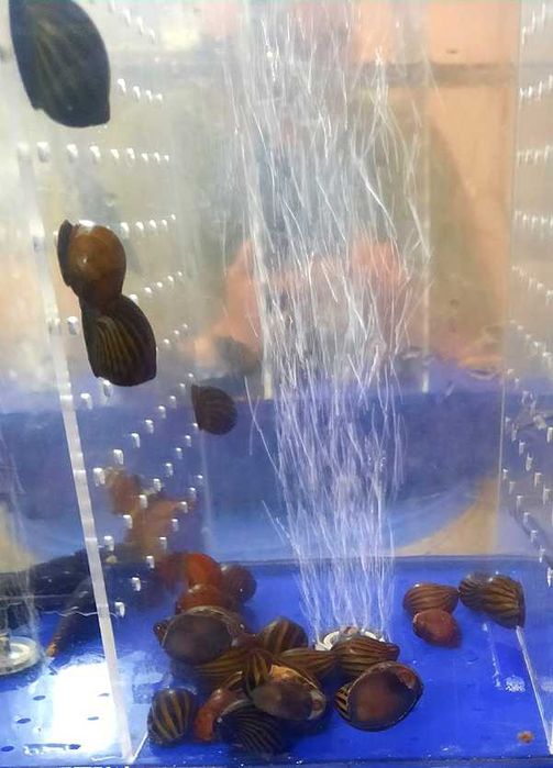 Улитки неритины разные пагода  кролики фаунусы моллюски