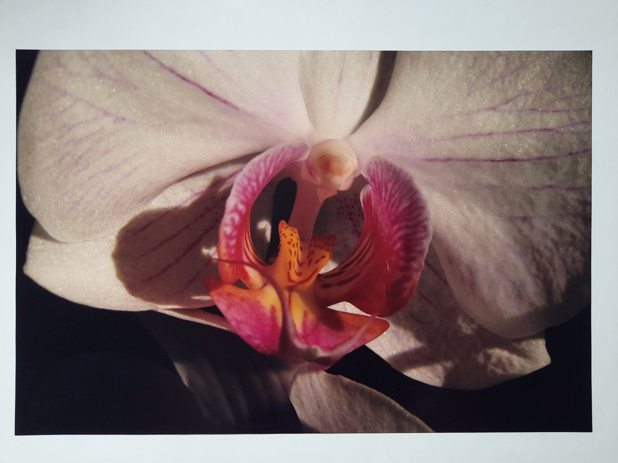 Autorskie zdjęcie plakat w antyramie 40/60cm storczyk orchidea