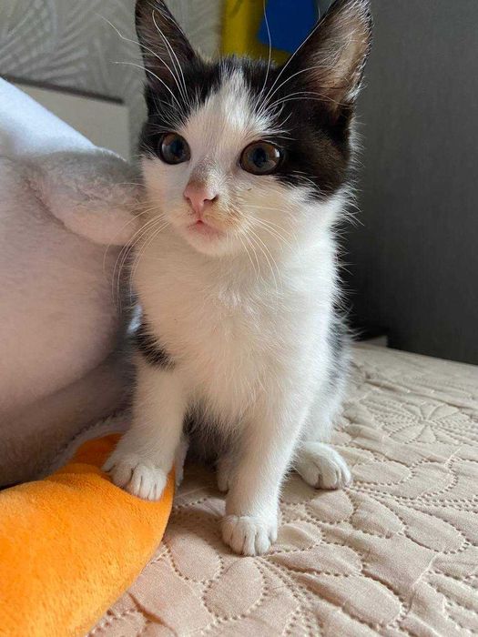 Котик красунчик, три місяці